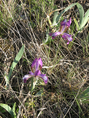 Iris glaucescens