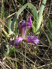 Iris glaucescens