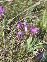 Iris glaucescens