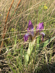 Iris glaucescens