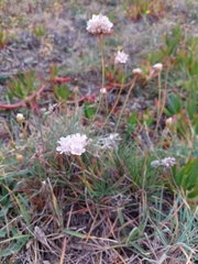 Armeria welwitschii