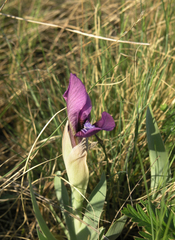 Iris glaucescens