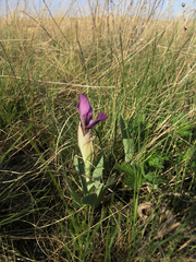 Iris glaucescens