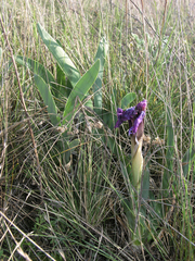 Iris glaucescens