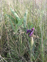 Iris glaucescens