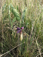 Iris glaucescens