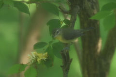 Vireo philadelphicus