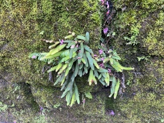 Pyrrosia linearifolia