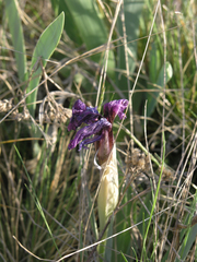 Iris glaucescens