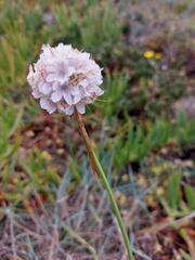 Armeria pseudarmeria