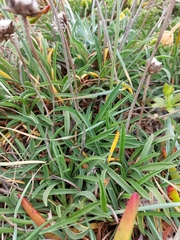 Armeria pseudarmeria