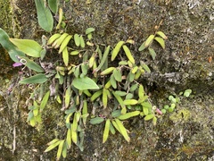 Pyrrosia linearifolia