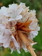 Armeria pseudarmeria