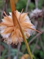 Armeria pseudarmeria