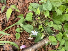 Viola shinchikuensis