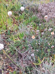 Armeria pseudarmeria