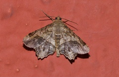 Chiasmia elvirata