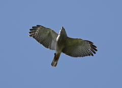 Buteo ridgwayi