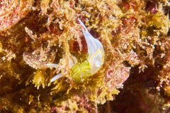 Diaphorodoris alba