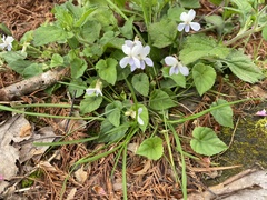 Viola shinchikuensis