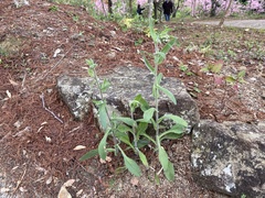 Eschenbachia japonica