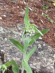 Eschenbachia japonica