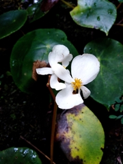 Begonia ciliatifolia