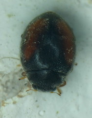 Nephus redtenbacheri