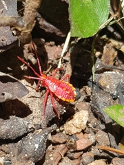 Spartocera fusca