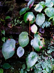 Begonia ciliatifolia