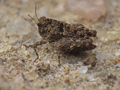 Tetrix nodulosa