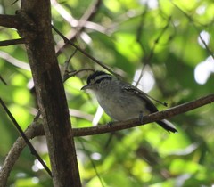 Herpsilochmus atricapillus