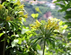 Alstroemeria ochracea
