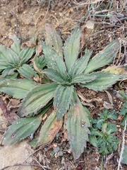 Plantago serraria