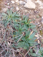 Plantago serraria