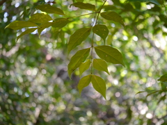 Euonymus indicus