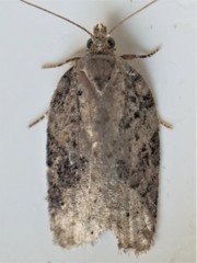 Acleris chalybeana