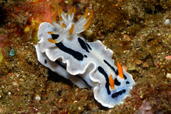 Chromodoris alcalai
