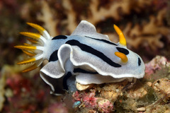 Chromodoris alcalai