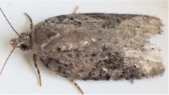 Acleris chalybeana