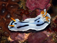 Chromodoris alcalai