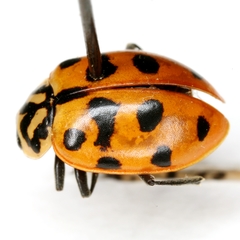 Hippodamia quindecimmaculata