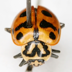 Hippodamia quindecimmaculata