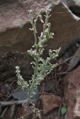 Descurainia torulosa