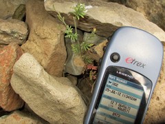 Descurainia torulosa