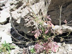 Descurainia torulosa