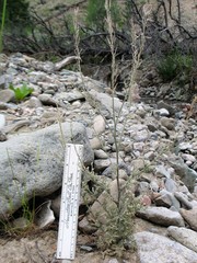 Descurainia torulosa