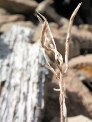 Descurainia torulosa