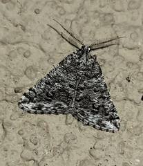 Macaria schatzeata