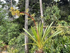 Guzmania diffusa